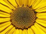 Sun Flower