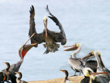 Brown Pelicans, Santa Cruz, CA