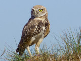 Burrowing Owl, Shoreline