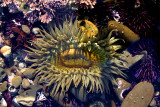 Sea Anemone, Moss Beach
