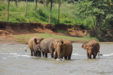 They were getting their morning bath; one of two they get each day.