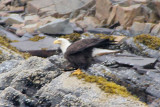 Even better, we saw this bald eagle about to take off from the shoreline.