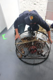 Our guide pulled this crab trap up from the water.