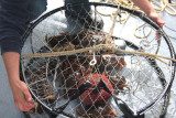 Close-up of the crab trap and crabs.