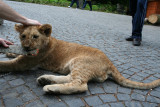 Lion cub gnawing on a stick piece of wood outside of Peles castle.