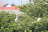 Birds perched in a tree in St. Kitts.