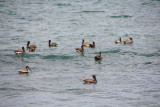 Pelicans flourishing in Tobagos pristine waters.