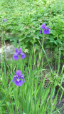 Some purple irises along the garden path.