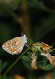 Common Blue (Polyommatus icarus)