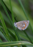 Common Blue (Polyommatus icarus)