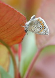 Common Blue (Polyommatus icarus)