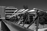 parramatta river 4 h.jpg