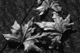 dried leaves 2 h.jpg