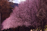 lithgow 1 h.jpg