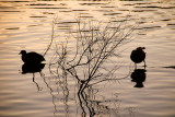 wentworth falls lake 1 h.jpg