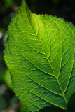 hydrangea leaf v.jpg