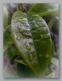 wet leaf 3 wf.jpg