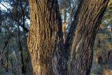 mt vic zig zag track 2w.jpg