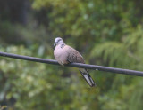Ring-necked Dove 6249