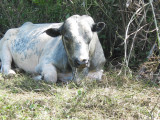 Big Bull at roadside 237.jpg