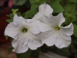 White Petunias.jpg