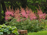 Astilbe In Bloom.jpg