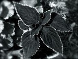 Coleus Flower