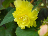 Yellow Begonia - 20011