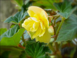 Yellow Begonia2-20011.jpg