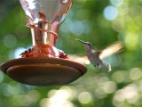 Our New Hummingbird Feeder