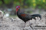 Green Junglefowl 0528.jpg