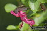 Christmas Island White-eye 6724.jpg