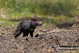 Tasmanian Devil a5476.jpg