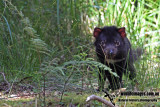 Tasmanian Devil a5488.jpg