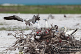 Red-footed Booby a0718.jpg