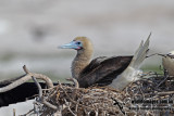 Red-footed Booby a2510.jpg