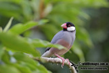 Java Sparrow 5981.jpg