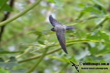 Linchi Swiftlet 4195.jpg