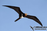 Lesser Frigatebird a0713.jpg