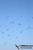 Lesser Frigatebird a2501.jpg