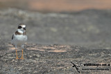 Semipalmated Plover a3220.jpg