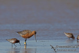 Bar-tailed Godwit a9024.jpg