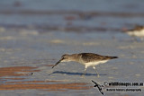 Curlew Sandpiper a4444.jpg