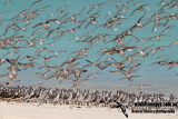 Shorebirds a1029.jpg