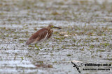 Chinese Pond Heron 1079.jpg