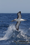 Bullers Albatross 8189.jpg