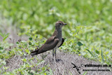 Oriental Pratincole 9828.jpg