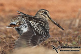 Pin-tailed Snipe a2918.jpg