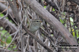 Yellow-browed Warbler 9995.jpg