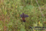 Pallass Grasshopper Warbler 1077.jpg